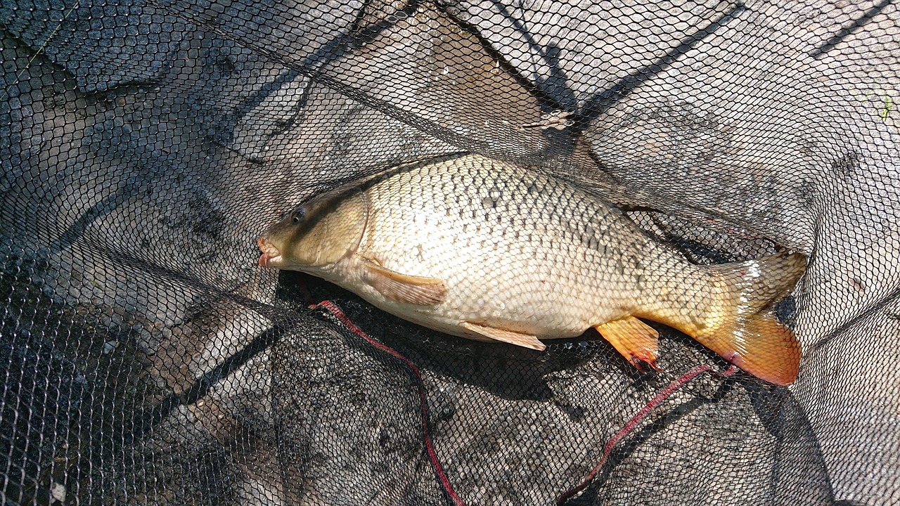 The Ultimate Guide to Fishing in the Boundary Waters